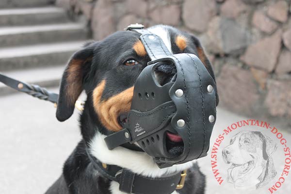 Attack/Agitation Training Muzzle for Swiss Mountain Dog Breed