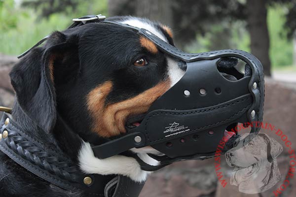 Agitation Training Swiss Mountain Dog Muzzle of Strong Leather