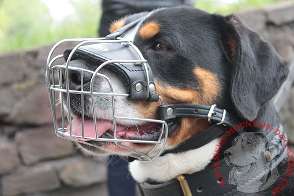 Wire Basket Swiss Mountain Dog Muzzle for Walking and Training