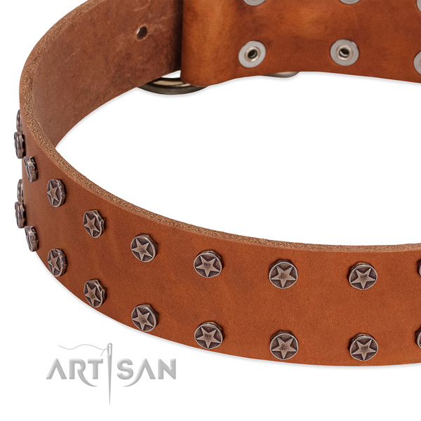 Extraordinary full grain leather dog collar for everyday walking