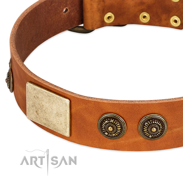 Exceptional dog collar made for your attractive canine