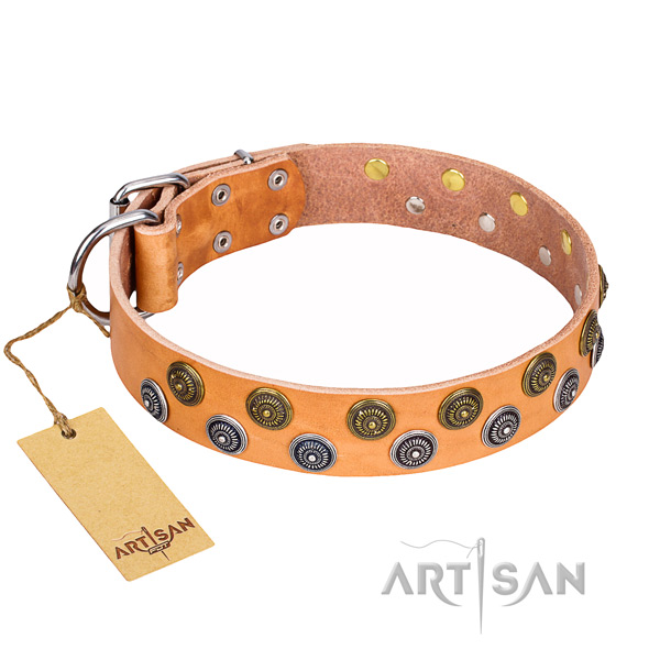 Fancy walking dog collar of strong leather with embellishments