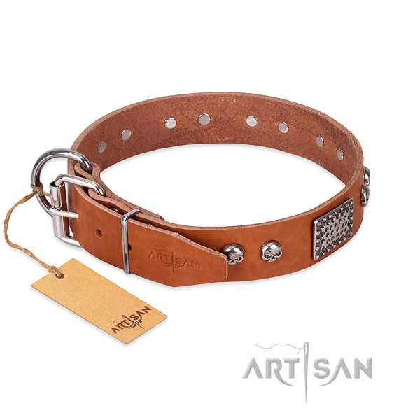 Rust resistant studs on everyday walking dog collar