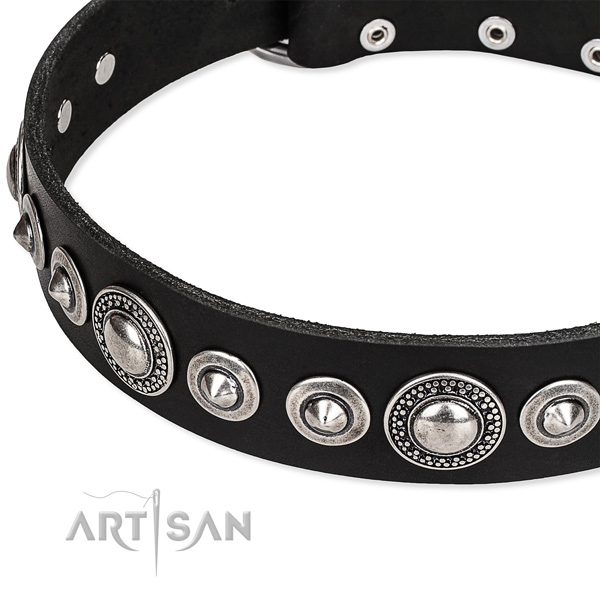 Everyday walking studded dog collar of quality full grain natural leather